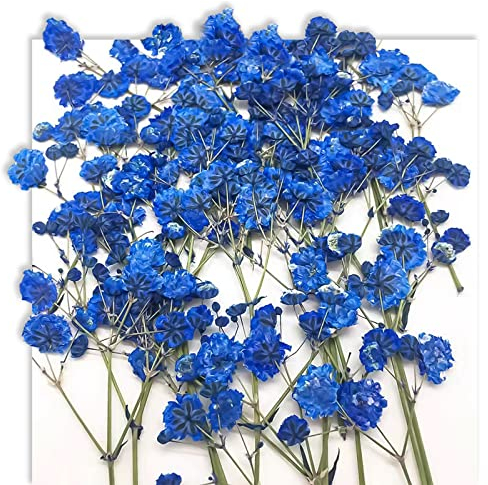 ERNZI 50 Stück schleierkraut getrocknet, kunstblumen deko, Getrocknete Pflanzen, Blau für Heim Büro Hochzeitsdekoration Blumensträuße Blumenarrangement