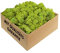 GJS Islandmoos - konserviertes Moos in 200g/500g/1kg/4kg für Moosbilder, als Deko oder zum Basteln (hellgrün, 4kg)
