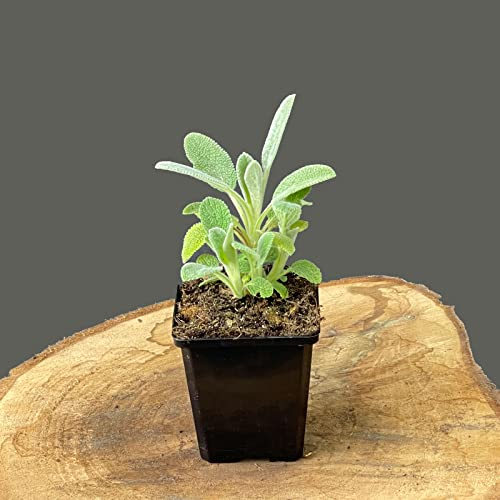 Stachys byzantina 'Silver Carpet'/ Matten-Woll-Ziest 'Silver Carpet'