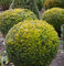 Buchsbaum Kugel 40-45cm - Buxus Kugel