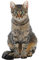 GRAZDesign Wandtattoo Katze Kinderzimmer, Wandsticker selbstklebend 3d / 49x30cm