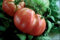 POMODORO DI SORRENTO NR.100 SEMI