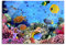 Pixxprint Glasbild, Wandbild aus Echtglas, Fische über Korallenriff, 60x40 cm, inkl. Aufhängung und Abstandshalter