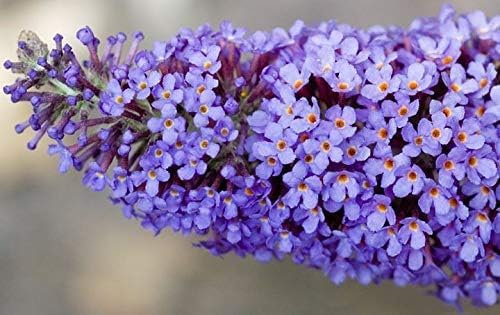Portal Cool Buddleja Davidii Empire Blue - Buddleia, Farfalla Bush, Pianta in 9cm Pot: Seeds Only