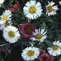 Plant World Seeds - Erigeron Karvinskianus Seeds (Perennial Flower Seeds)