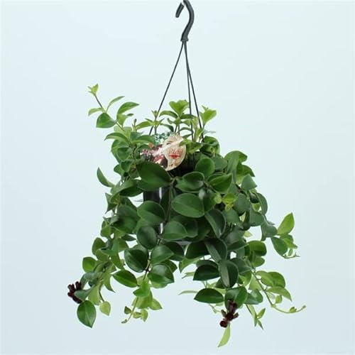 Easy Care | Lipstick Plant | Aeschynanthus Mona Lisa Red Flowering in a 15cm Hanging Pot