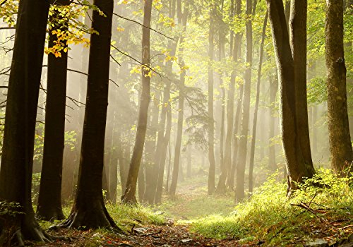 wandmotiv24 Fototapete Wald-Weg, 400 x 280 cm - selbstklebende Vliestapete 150g, Wanddeko, Wandbild, Wandtapete, Natur, Sonne, Dämmerung, Bäume M0024