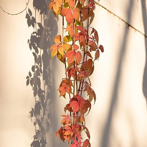 40 pcs Parthenocissus tricuspidata wilder Wein samen - praktische geschenke balkongarten Creeper,Parthenocissus Quinquefolia balkonpflanzen winterhart schnellwachsend pflanztöpfe kübelpflanzen