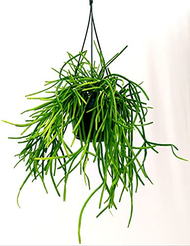 POWERS TO FLOWERS - RHIPSALIS HIRBERGII BASKET, pianta vera