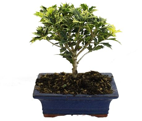 KENTIS - Osmanthus Bonsai - Echter Bonsai Baum - Echte Pflanzen im Freien - Winterharter Outdoor Pflanze - H 20-25 cm Keramiktopf Ø 19 cm