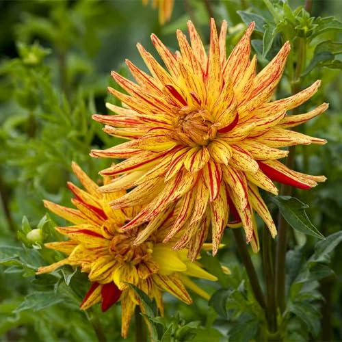Dahlienzwiebel,Winterhart Mehrjährig,Eine Zwiebelpflanze Mit Langer BlüTezeit,GroßEn BlüTen,Leuchtend Und Attraktiv, Dahlien-Pompons, Dahlien Knollen Winterhart-2zwiebeln-E