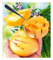 BALDUR Garten Melonenbirne 'Sugar Gold®', 1 Pflanze, Solanum muricatum, Birnenmelone, Melonenpflanze, Riesenfrüchte, mehrjährig, selbstfruchtend, schnellwüchsig