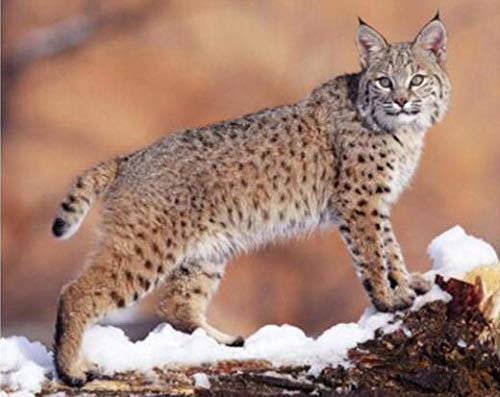 Diamond Painting Luchs, Schnee 5D Diamant Painting,Diamant Painting Bilder Erwachsene Kinder 5D Diamant Painting Full Diamond Painting Set Full Kunsthandwerk für Heimwand Deko 30X40Cm