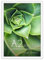 Americanflat Cadre Photo A2 Blanc - MDF avec Acrylique Résistant aux Chocs & Matériel de Suspension Intégré - Format Horizontal et Vertical pour Mur - 42x59,4 cm