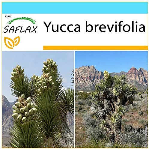 SAFLAX - Gift Set - Joshua Tree - 10 Seeds - Yucca brevifolia