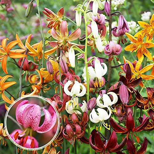 Collection de bulbes de lys Martagon de Hollande - 10 bulbes, 5 variétés, 2 par couleur - Mélange vivace et résistant à l'hiver - Grandes plantes Mélange - Fleurs rouges, roses, blanches