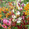 Collection de bulbes de lys Martagon de Hollande - 10 bulbes, 5 variétés, 2 par couleur - Mélange vivace et résistant à l'hiver - Grandes plantes Mélange - Fleurs rouges, roses, blanches
