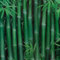 300 pcs Bambus kaufen samen, Bamboo baumsamen deko wohnzimmer Bambus Pflanze Echt bonzai bäume seltene pflanzen topfpflanzen draußen winterhart bonsai samen, hochbeet balkon bäume