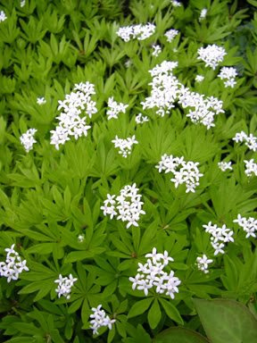 Graines d'Apérule odorante asperula Galium Odoratum: PAQUET DE 100 GRAINES