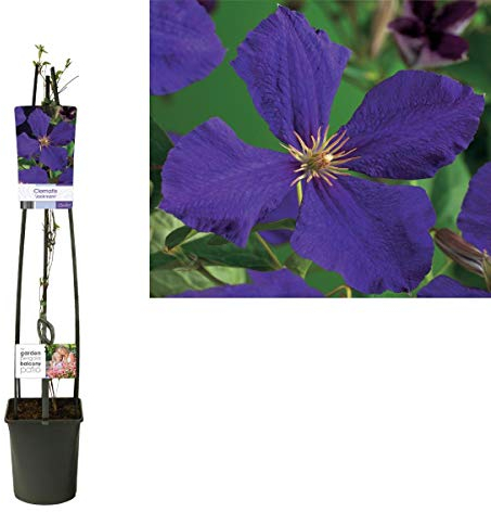Waldrebe Clematis Jackmanii 60-80 cm Kletterpflanze