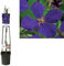 Waldrebe Clematis Jackmanii 60-80 cm Kletterpflanze