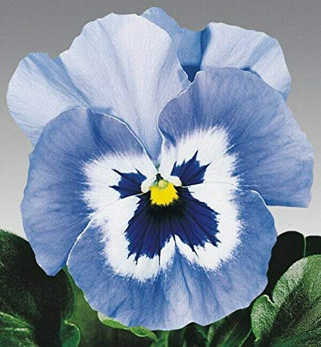 Pansy Joker Light Blue x 25 Seeds, Excellent Bedding Plant, Fairy Flower Seeds