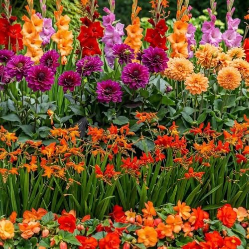 Blumenzwiebeln Mehrjährig Winterhart - Sommerblumen Colorful Container