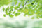 A.S. Création Fototapete Ginko Branch 3,75 m x 2,50 m - WALLLOVE Tapete Natur & Blätter in Grün, Weiß inkl. Kleister - DD129567