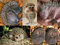 Edition Colibri Tierpostkarten-Set IGEL (5 Postkarten) - ideal für Sammler und Postcrossing