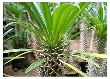 Pcs - 5x Pachypodium Lamerei Madagascar Palmiers Caudex Plantes - Graines B17 - Seeds & Plants Shop by Ipsa