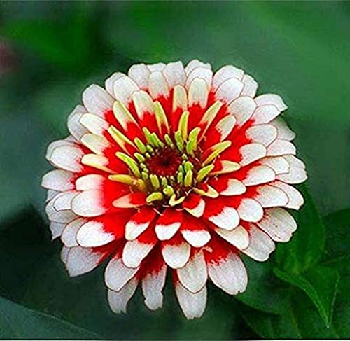 200 Stück Zinnie Samen Weiße Und Rote Gemischte Große Blume Für Gartenarbeit Und Innen- Und Außen-DIY-Pflanzung Große Seltene Blumen Ziehen Schmetterlinge Und Kolibris An