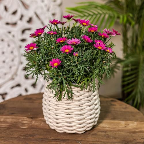 DARO DEKO Baumwoll Korb rund mit Einsatz Konisch Ø 17 x 17cm Regalkorb Blumentopf geflochten Aufbewahrungskorb Über-Topf Blumenkorb