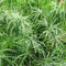 400 Pcs Papyrus Pflanze Samen - Cyperus Papyrus - Winterharte Pflanzen Bio Samen Indoor Plants Zypergras Ziergras Samen, Gartenpflanzen Winterhart, Wohnzimmer Pflanzen Pflanzen Deko,