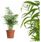 echte Bergpalme - ca. 60cm hoch - Chamaedorea elegans - luftreinigende Arecaceae Palme - echte Zimmerpflanze mit topf - Mexikanische Bergpalme - frisches Naturprodukt