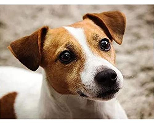 AIDEMEI Full 5D DIY Diamond Painting Jack Russell Terrier Mosaic Diamond Embroidery Dog Decor Painting Runden 30X40Cm