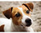 AIDEMEI Full 5D DIY Diamond Painting Jack Russell Terrier Mosaic Diamond Embroidery Dog Decor Painting Runden 30X40Cm