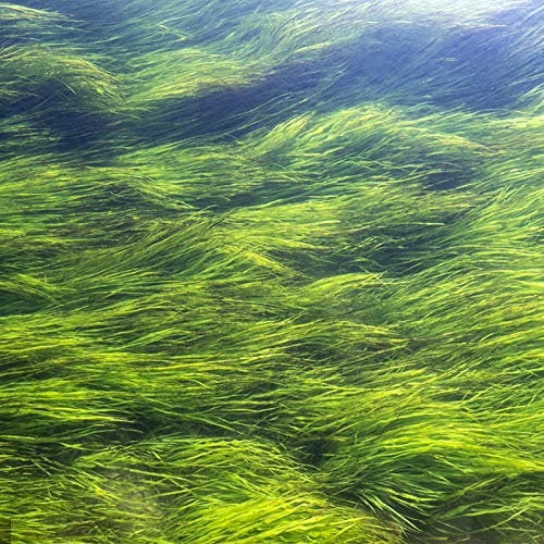 100 pcs Water Grass Seeds Fresh Ornamental Green Grass Live Aquarium Plant Seeds for Garden - Water Grass Seeds - Flower Seeds Vegetable Seeds Fruit Seeds Garden Plant Seeds