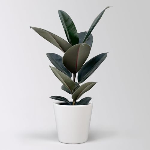 Gummibaum 'Abidjan' in Keramiktopf Dallas weiß, Topf-Ø 17 cm, Höhe ca. 55 cm