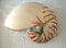 echtes Perlboot Nautilus naturbelassen ca. 12,5-15cm Muschel Schnecke Kopffüsser