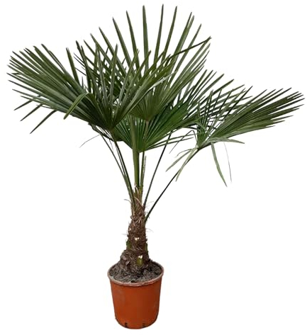 Trendyplants - Trachycarpus Fortuneii - Chinesische Fächerpalme - Höhe 110-130 cm - Winterhart - Gartenpflanze - Topfgröße Ø21cm