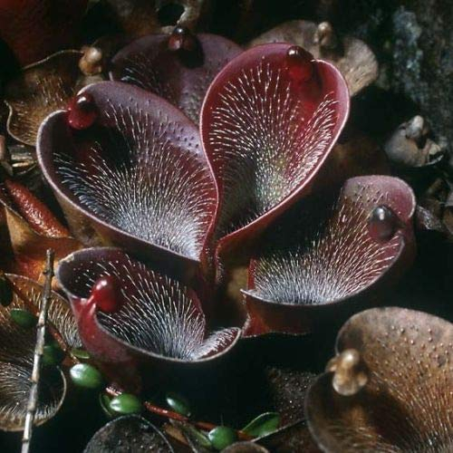 25 Dark Brown Pflanze Fleisch fressende Blumensamen Flytrap Bug Essen Exotisch