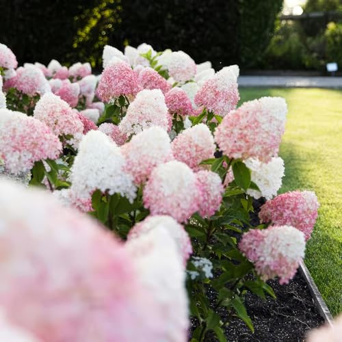 Green boutiQ - Gartenpflanze - Hydrangea panniculata Living Pink & Rose - Bauernhortensie - Winterhart - Rosa - 3 Pflanzen - Topf 12cm - Höhe 20-30cm