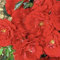 YouGarden Rose 'Special Grandad' 4 Litre Pot, Ready to Plant Bush Rose, Bright Red Fragrant Flowers, to Grow in Pots, Beds, and Borders