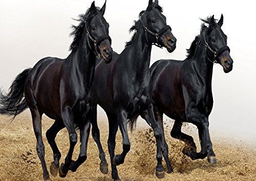 Poster Dreifach Pferde Schwarz Brilliant au Galop Pure Sang