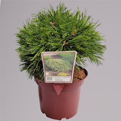 Zwerg Bergkiefer 'Benjamin', Höhe 20-25 cm, Topf 3 Liter, 3er-Set
