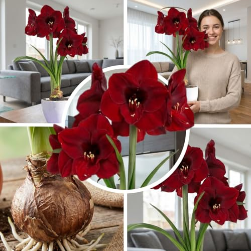 FLORIUM Amaryllis Zwiebel Benfica | 1 Blumenzwiebel in Großformat 26/30 | Exklusive Blumenzwiebeln Amarillis | Echte Pflanzen aus Holland | Hippeastrum Zwiebeln