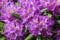Rhododendron yakushimanum 'Bohlken's Lupinenberg' 25-30 cm - Rhododendron, rosa Blüten, Blütezeit Mai-Juni, ideal für Kübel, winterhart, pflegeleicht