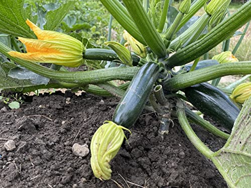 Graines biologiques courgettes verte des maraîchers BIO - sachet de 2 grammes - Graines de style
