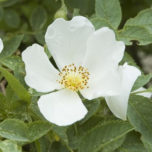 500 pz semi di rosa canina - semi di pascolo per semi di fiori regalo rosa canina - pianta di rosa canina - semi di piante esotiche piante resistenti all'inverno per il giardino