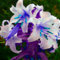 Winterharte Lilienzwiebeln, farbenfrohe Lilien, duftend, mehrjährig, Schnittblumen für Vasen, Gartendekoration-2 zwiebeln-b